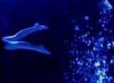 Deepend
