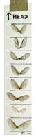 verge filmstrip