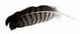 a feather