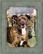 Dog Years Chapter 2 - Health