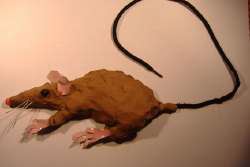 Plasticine Rat